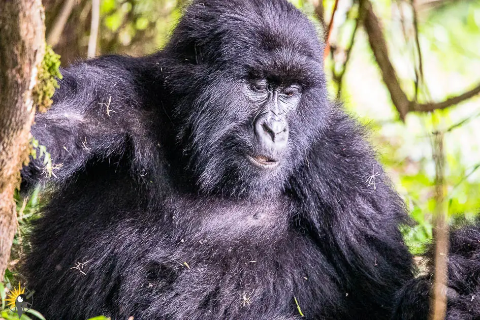 female gorilla close 